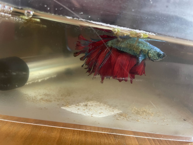 Photographie du post de Tayrox 