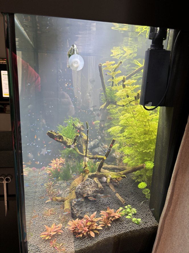 Photographie du post de Arthur74 