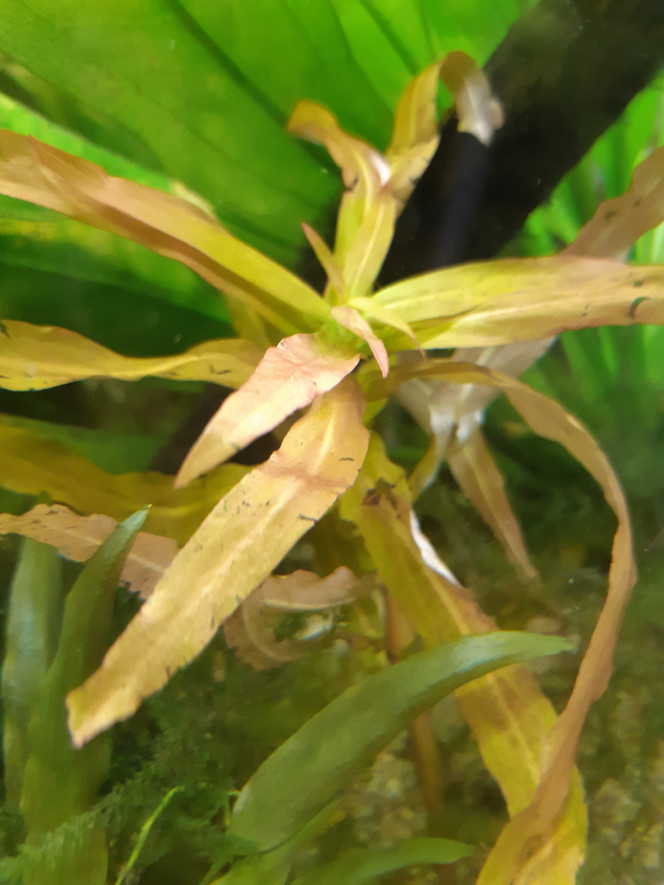 Photographie du post de Anubiadamidum 