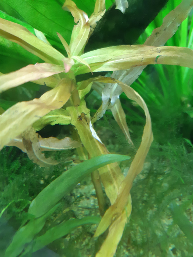 Photographie du post de Anubiadamidum 