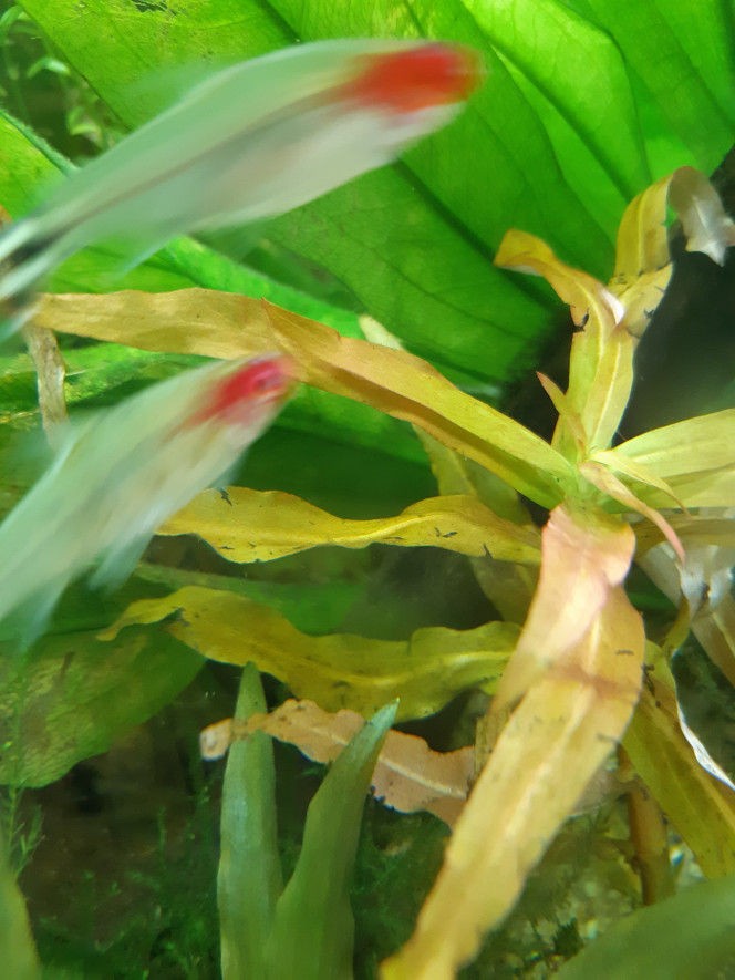 Photographie du post de Anubiadamidum 