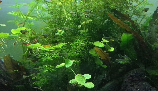 Pas de cailloux mais des poissons Je n'ai pas trouvé les cailloux que je cherchais mais je ne suis pas revenu bredouille.
8 Microdevario kubotai ont rejoint le troupeau