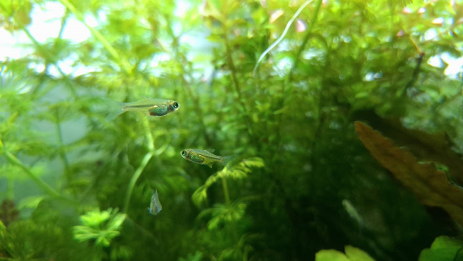 Pas de cailloux mais des poissons Je n'ai pas trouvé les cailloux que je cherchais mais je ne suis pas revenu bredouille.
8 Microdevario kubotai ont rejoint le troupeau