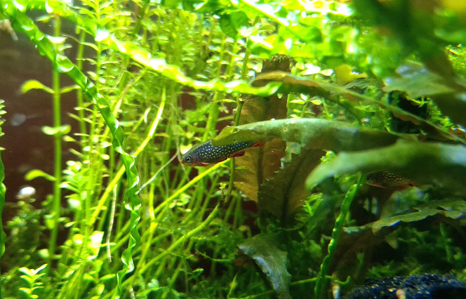 Pas de caillou mais des poissons Avec un titre sans faute. 
Une poignée de Micorasbora galaxy.
C'est compliqué à photographier ces bestioles.