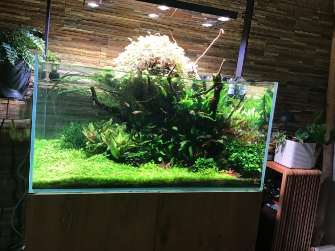 Photographie du post de MARGINATUS 