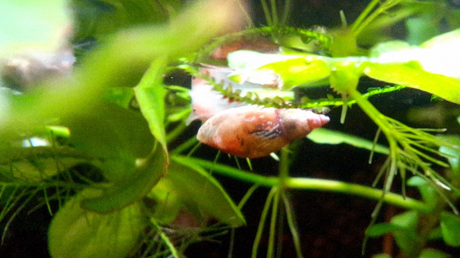 Aquatique quantique Lymnée glissant doucement sous la surface de l'eau grâce à la force.

Au forces de Van der Waals pour être précis. Forces permettant la cohésion des molécules d'eau, de la tension de surface entre autres choses d'apparence magique6