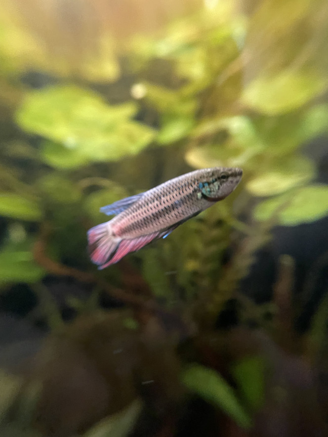 Mâle Betta smaragdina guitar Oui c’est le même poisson ! Le changement de couleur peut se faire en quelques instants seulement
