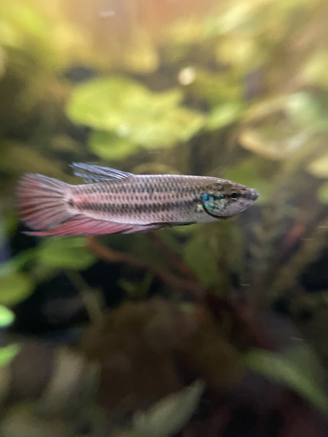 Mâle Betta smaragdina guitar Oui c’est le même poisson ! Le changement de couleur peut se faire en quelques instants seulement