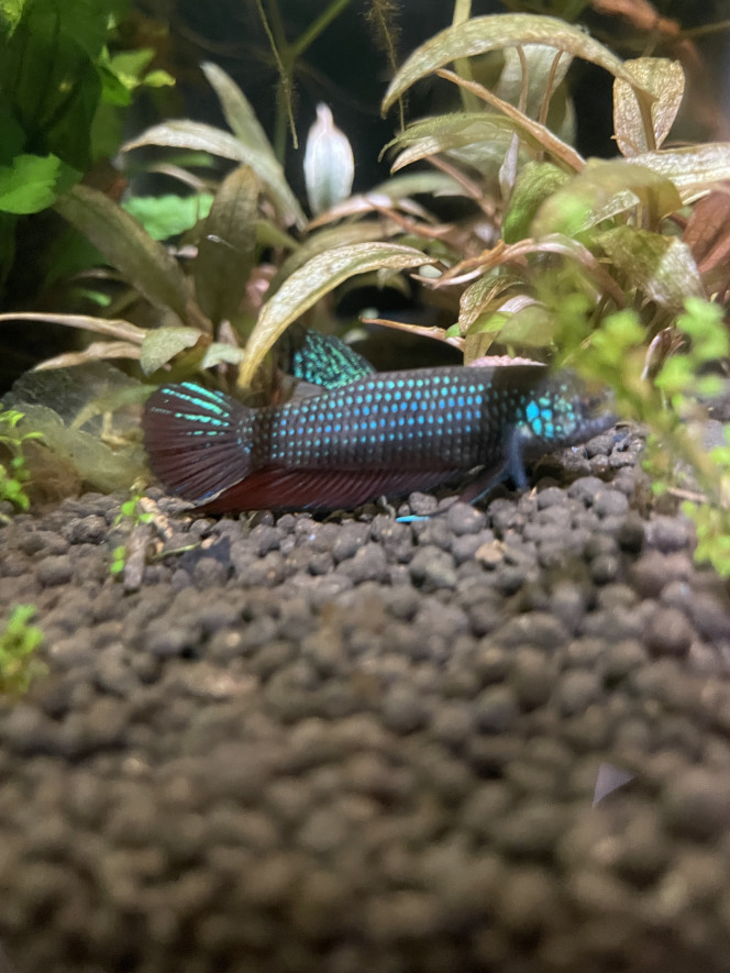 Mâle Betta smaragdina guitar Oui c’est le même poisson ! Le changement de couleur peut se faire en quelques instants seulement