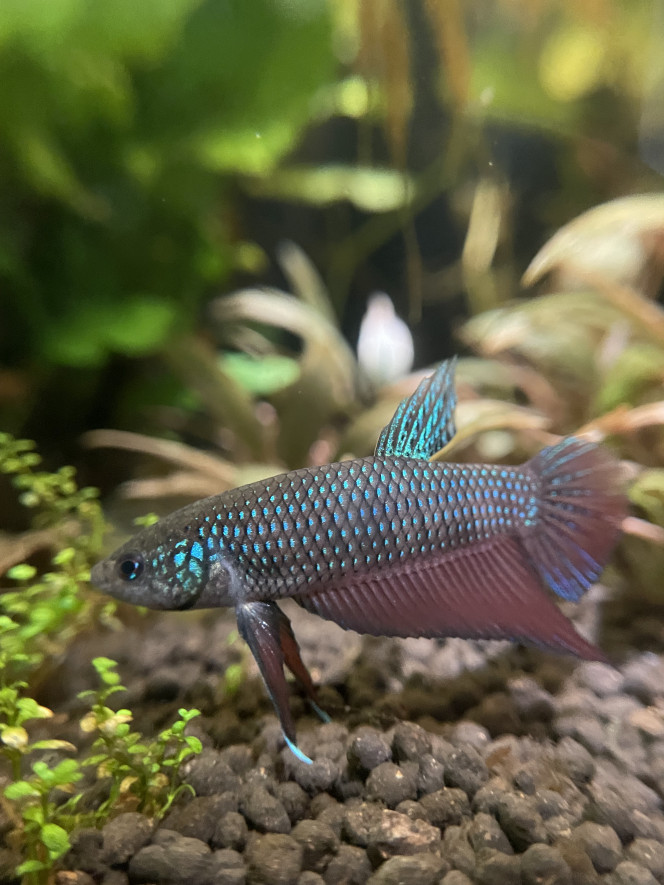 Mâle Betta smaragdina guitar Oui c’est le même poisson ! Le changement de couleur peut se faire en quelques instants seulement