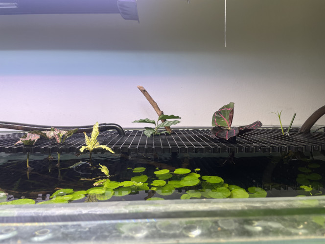 Plantes émergées Installation il y a quelques jours de plantes émergées au-dessus du bac amazonien, dont une bouture de papyrus qui repart bien. J’ai prévu d’ajouter aussi des repousses de plante araignée. Plus qu’à attendre que ça se développe.