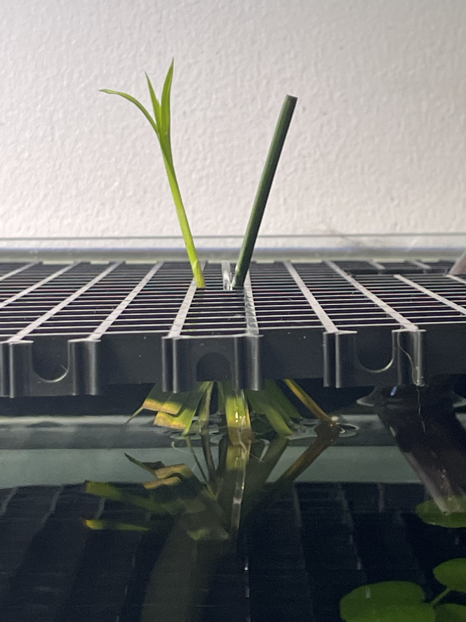 Plantes émergées Installation il y a quelques jours de plantes émergées au-dessus du bac amazonien, dont une bouture de papyrus qui repart bien. J’ai prévu d’ajouter aussi des repousses de plante araignée. Plus qu’à attendre que ça se développe.