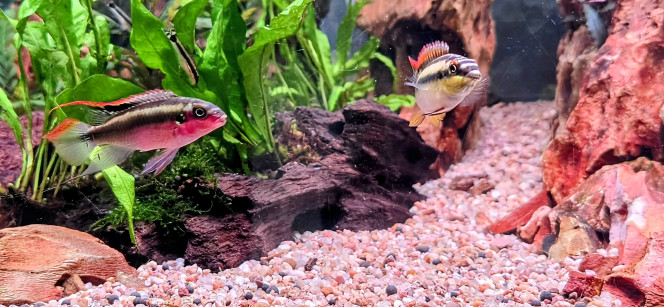 Photographie du post de Yannick66 