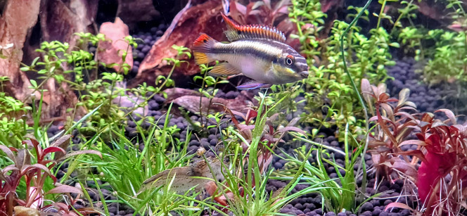 Photographie du post de Yannick66 