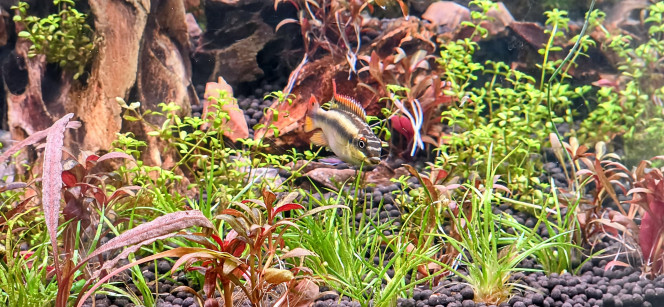 Photographie du post de Yannick66 