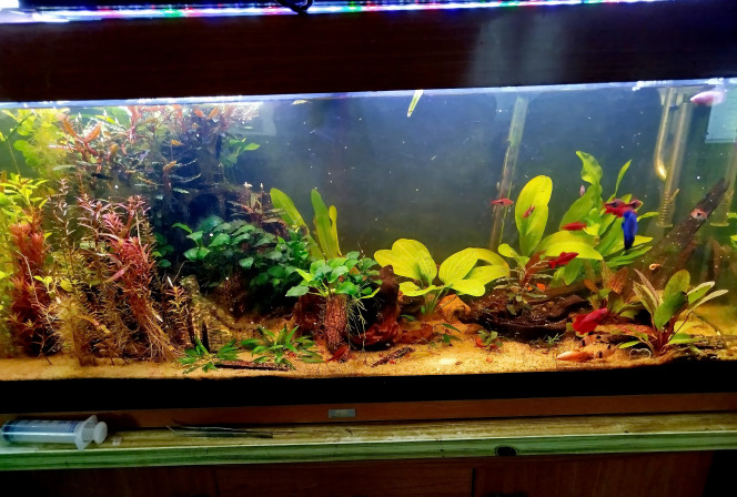  remplacement des anciennes plantes par des echinodorus