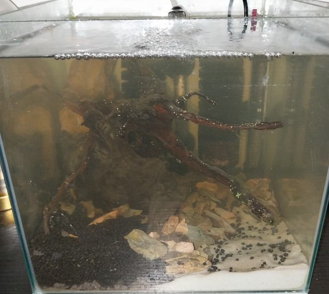 Photographie du post de Yoshi971 