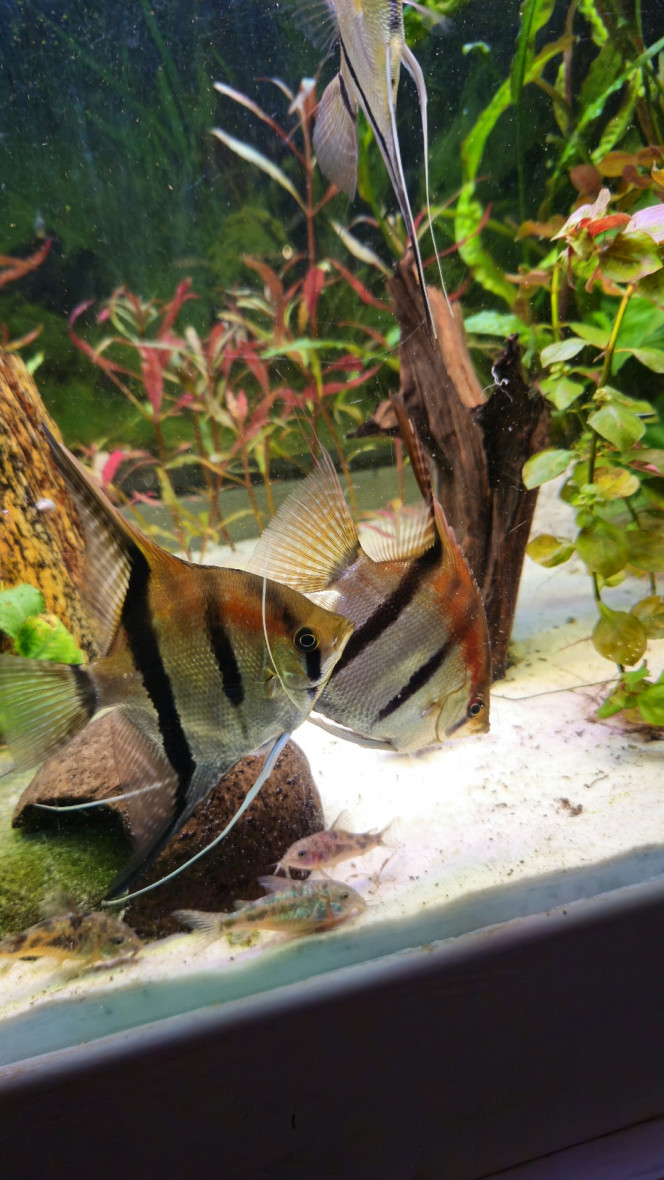 Photographie du post de Aleau 