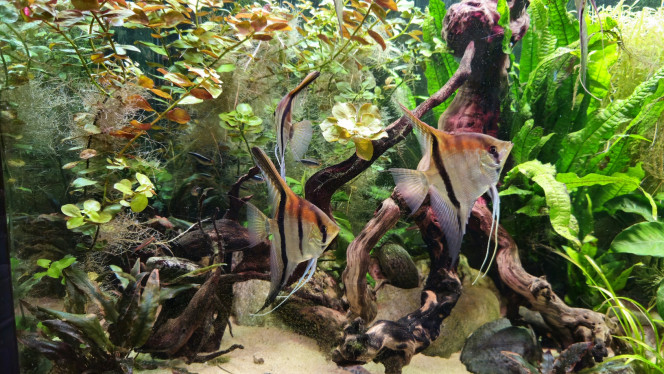 Photographie du post de Aleau 