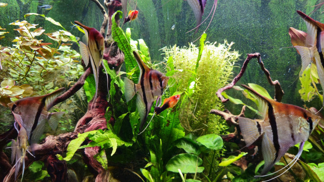 Photographie du post de Aleau 