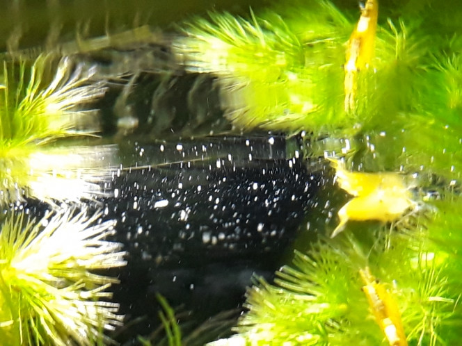 Photographie du post de Dimu 