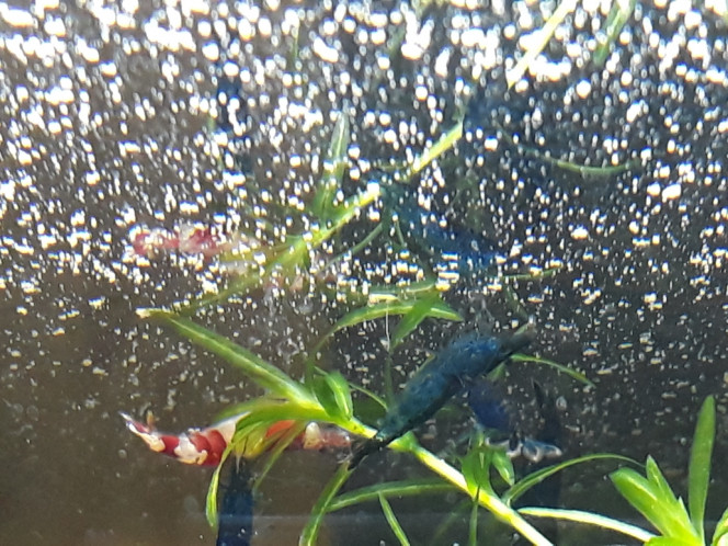 Photographie du post de Dimu 