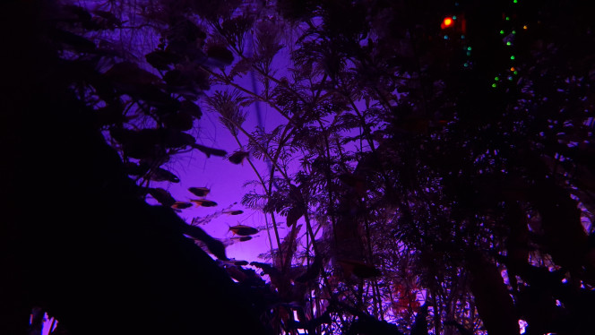 I see a little silhouetto... Le rétro éclairage maison me satisfait.