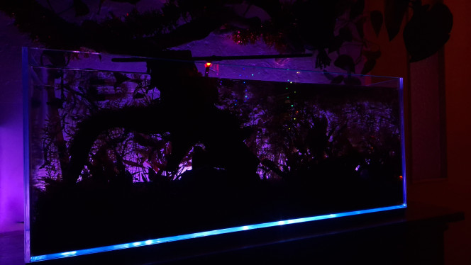 I see a little silhouetto... Le rétro éclairage maison me satisfait.