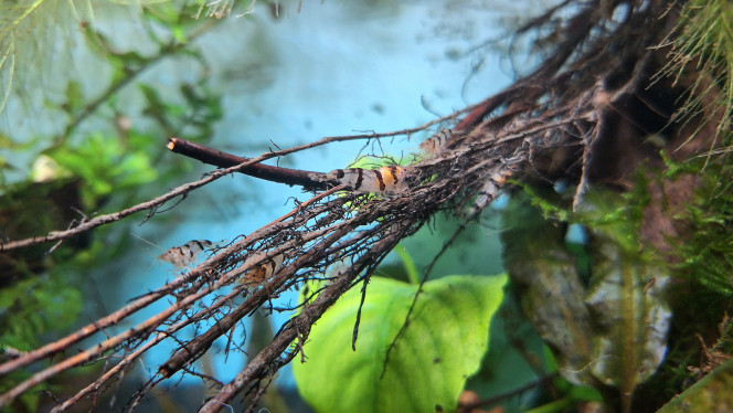 Service de nettoyage J'ai récolté des radicelles d'aulne. Je vais les utiliser en premier lieu dans le 160l. C'est fragile. 
Ce n'est pas facile à nettoyer correctement.
Avant de les fixer définitivement sur le décor je souhaite donc retirer les résidus de vase.

J'en ai distribuées dans tous les bacs. Ça bosse !

Les radicelles ont préalablement été quarantainées et rincées.