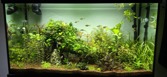  Voilà une photo de mon bac aujourd'hui après l'ajout de quelques plantes supplémentaires il y a une semaine et encore quelques plantes in vitro aujourd'hui que l'on m'a donné tout le monde va bien les plantes portent un peu mieux j'ai dû le rééquilibrer en phosphate quand j'ai vu l'apparition de quelques tâches vertes sur mes anubia à part ça tout va bien encore un mois et le bac va fêter ses 4 ans