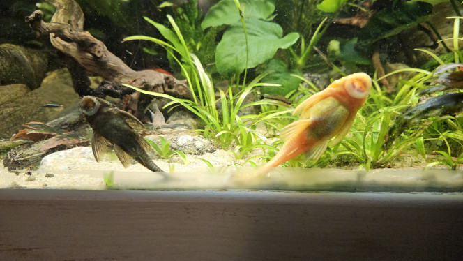 Photographie du post de Aleau 