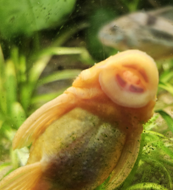 Photographie du post de Aleau 