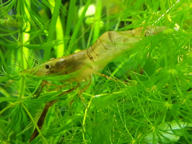 Photographie du post de Dimu 