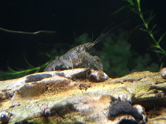 Photographie du post de Dimu 