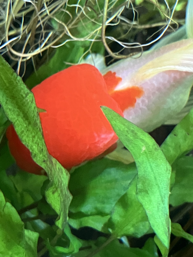 Photographie du post de Ribeyre710 