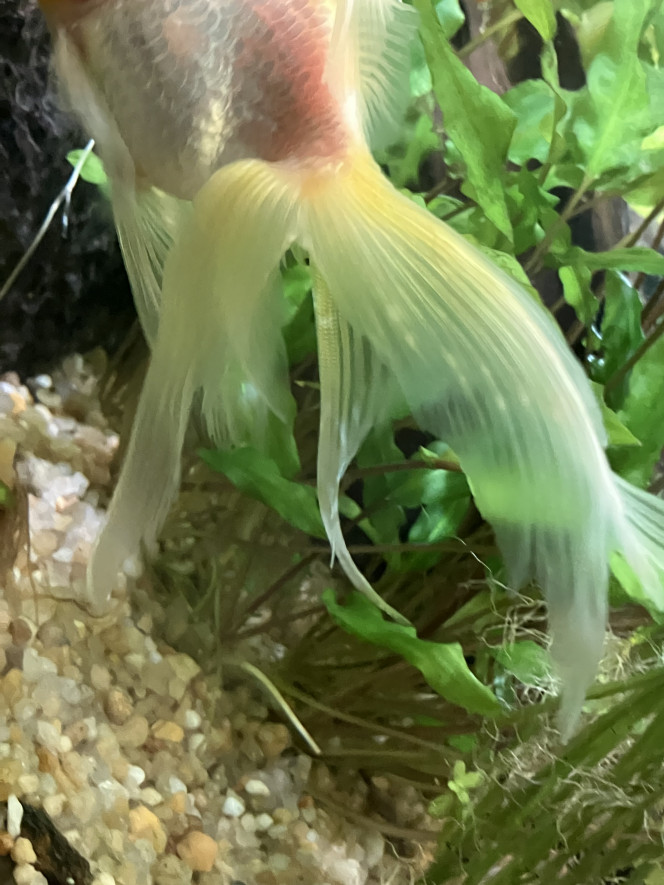 Photographie du post de Ribeyre710 