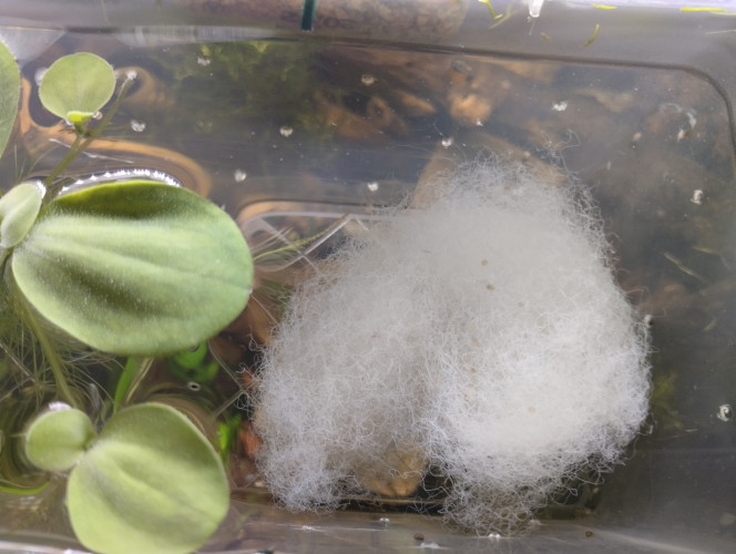 Photographie du post de lolo95 