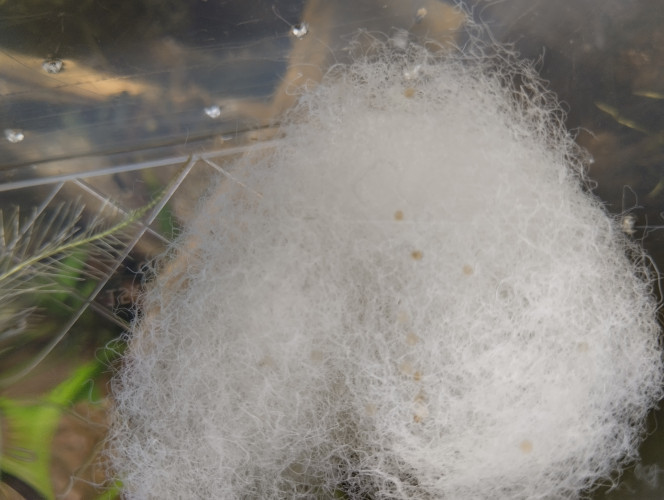 Photographie du post de lolo95 