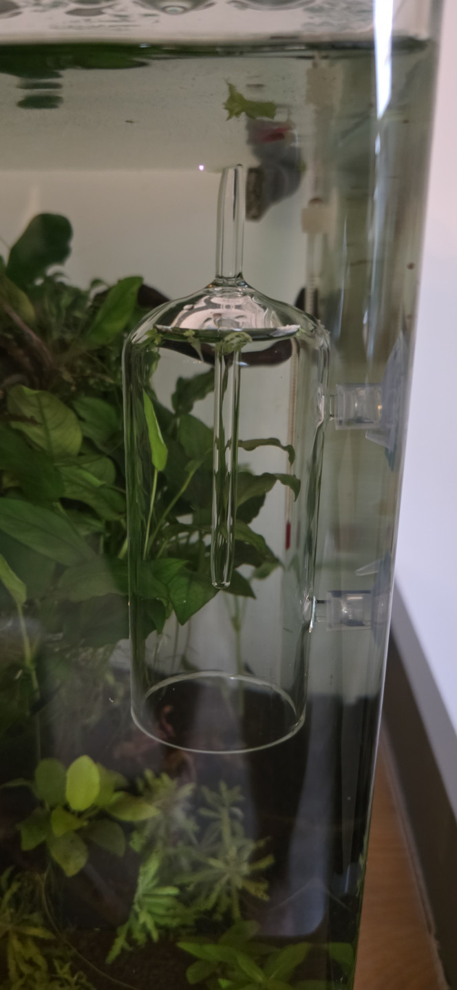 Apport CO2 journalière dans un nano cube Voilà je vous montre comment ajouter du CO2 dans un nano cube manuellement j'utilise une cloche d'oxygénation le trou supérieur de la cloche est bouchée le canot de remplissage serre de niveau le CO2 enfermé dans la cloche va se diffuser toute la journée en moyenne 6 à 8 heures en fonction de vos paramètres si l'apport de CO2 n'est pas assez important on a la possibilité de rajouter un morceau de tuyau à l'intérieur de la cloche pour augmenter le volume du CO2 pour une diffusion un peu plus longue non seulement on fait des économies de CO2 mais ça nous permet aussi d'utiliser des petites capsules de CO2 très bon marché vous pouvez faire votre système avec des mini gonfleur pour vélo qui utilise des capsules de CO2 que vous pouvez trouver chez Decathlon par exemple et je peux vous assurer qu'une petite capsule avec ce système là vous faites des mois aucun gaspillage de CO2 une économie certaine le seul inconvénient c'est que ça doit être fait manuellement une demi-heure avant l'allumage de l'éclairage ne cherchez pas ça dans les manuels d'aquariophilie je suis le seul à faire ça de cette façon et j'avais envie de vous le partager une petite astuce que beaucoup d'entre vous vont apprécier?