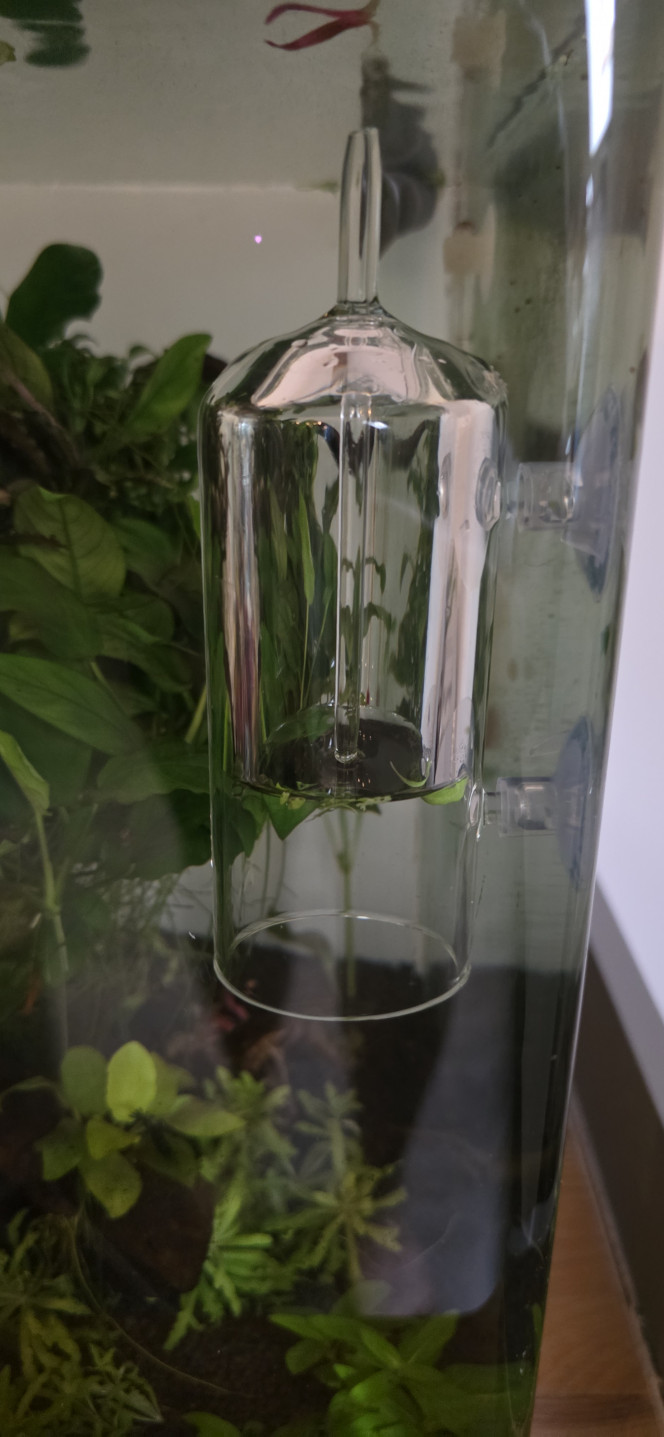 Apport CO2 journalière dans un nano cube Voilà je vous montre comment ajouter du CO2 dans un nano cube manuellement j'utilise une cloche d'oxygénation le trou supérieur de la cloche est bouchée le canot de remplissage serre de niveau le CO2 enfermé dans la cloche va se diffuser toute la journée en moyenne 6 à 8 heures en fonction de vos paramètres si l'apport de CO2 n'est pas assez important on a la possibilité de rajouter un morceau de tuyau à l'intérieur de la cloche pour augmenter le volume du CO2 pour une diffusion un peu plus longue non seulement on fait des économies de CO2 mais ça nous permet aussi d'utiliser des petites capsules de CO2 très bon marché vous pouvez faire votre système avec des mini gonfleur pour vélo qui utilise des capsules de CO2 que vous pouvez trouver chez Decathlon par exemple et je peux vous assurer qu'une petite capsule avec ce système là vous faites des mois aucun gaspillage de CO2 une économie certaine le seul inconvénient c'est que ça doit être fait manuellement une demi-heure avant l'allumage de l'éclairage ne cherchez pas ça dans les manuels d'aquariophilie je suis le seul à faire ça de cette façon et j'avais envie de vous le partager une petite astuce que beaucoup d'entre vous vont apprécier?