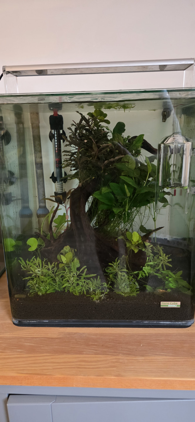 Apport CO2 journalière dans un nano cube Voilà je vous montre comment ajouter du CO2 dans un nano cube manuellement j'utilise une cloche d'oxygénation le trou supérieur de la cloche est bouchée le canot de remplissage serre de niveau le CO2 enfermé dans la cloche va se diffuser toute la journée en moyenne 6 à 8 heures en fonction de vos paramètres si l'apport de CO2 n'est pas assez important on a la possibilité de rajouter un morceau de tuyau à l'intérieur de la cloche pour augmenter le volume du CO2 pour une diffusion un peu plus longue non seulement on fait des économies de CO2 mais ça nous permet aussi d'utiliser des petites capsules de CO2 très bon marché vous pouvez faire votre système avec des mini gonfleur pour vélo qui utilise des capsules de CO2 que vous pouvez trouver chez Decathlon par exemple et je peux vous assurer qu'une petite capsule avec ce système là vous faites des mois aucun gaspillage de CO2 une économie certaine le seul inconvénient c'est que ça doit être fait manuellement une demi-heure avant l'allumage de l'éclairage ne cherchez pas ça dans les manuels d'aquariophilie je suis le seul à faire ça de cette façon et j'avais envie de vous le partager une petite astuce que beaucoup d'entre vous vont apprécier?
