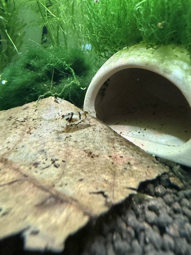 Photographie du post de Mantita 