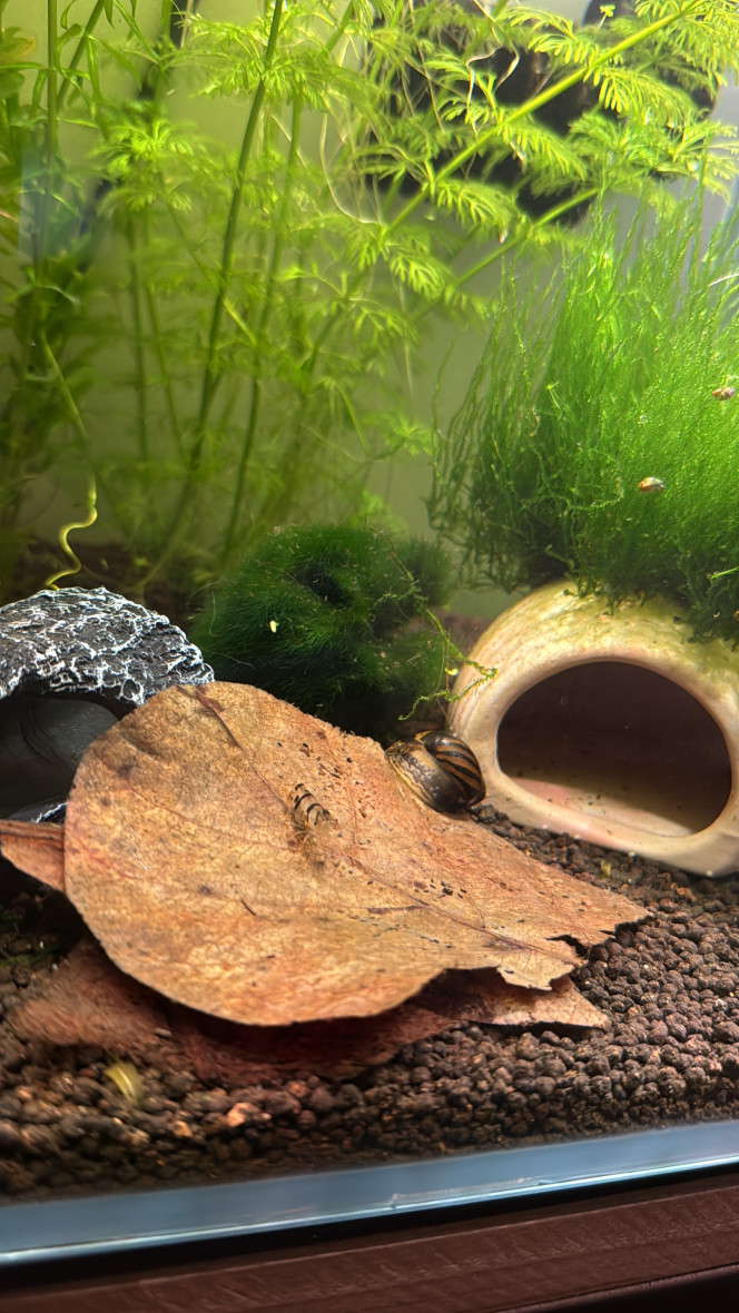 Photographie du post de Mantita 