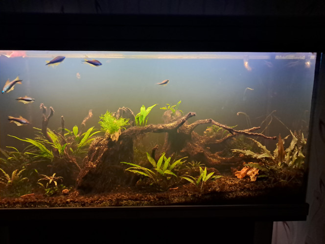 Photographie du post de CHAQUA 