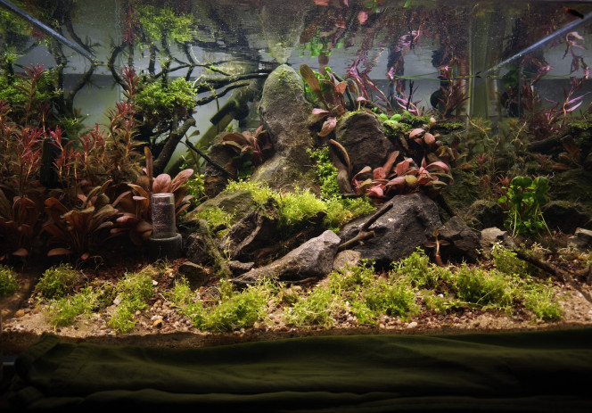  Changement et coupe drastique.
Refonte complète du décor en cours d'élaboration.
Disposition et agencement en cours de réalisation.
Minéralisation à 300us.
Fertilisation EI.