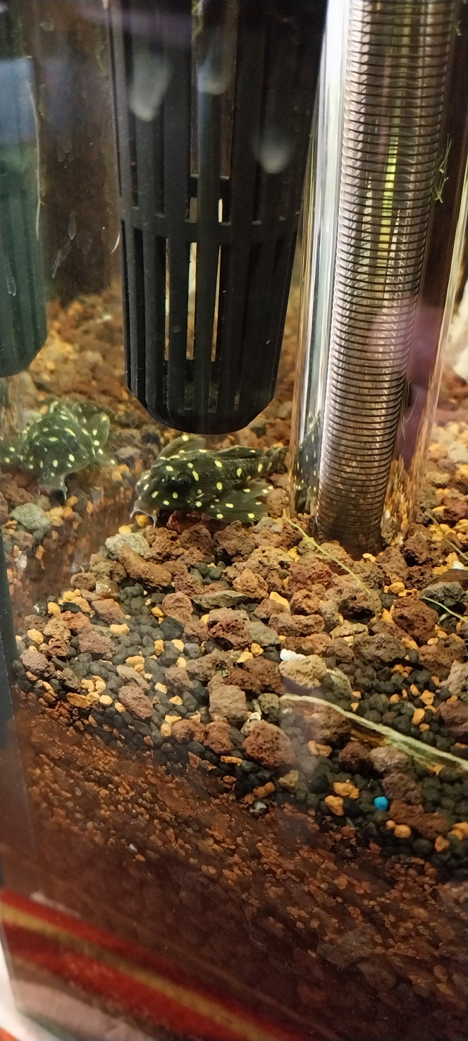 Photographie du post de STK54 