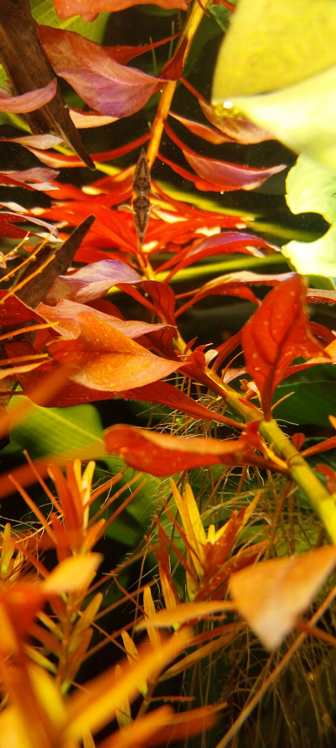 Photographie du post de STK54 