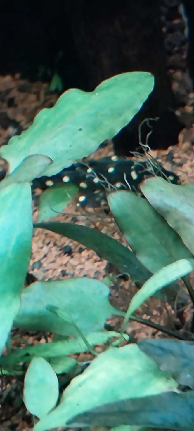 Photographie du post de STK54 