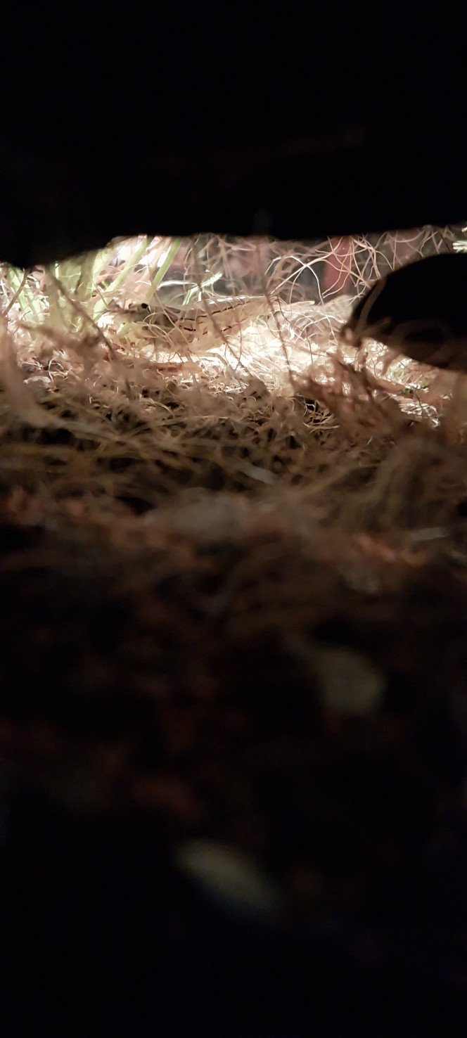 Photographie du post de STK54 