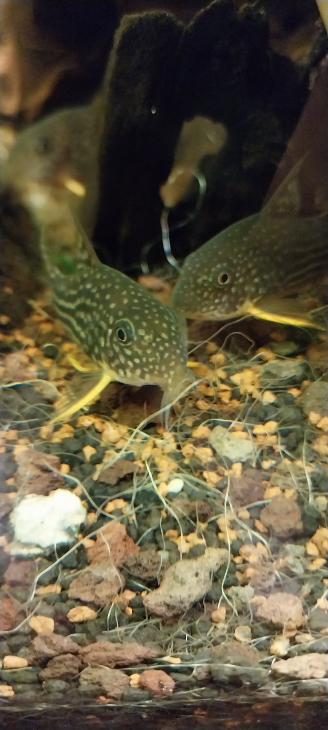 Photographie du post de STK54 